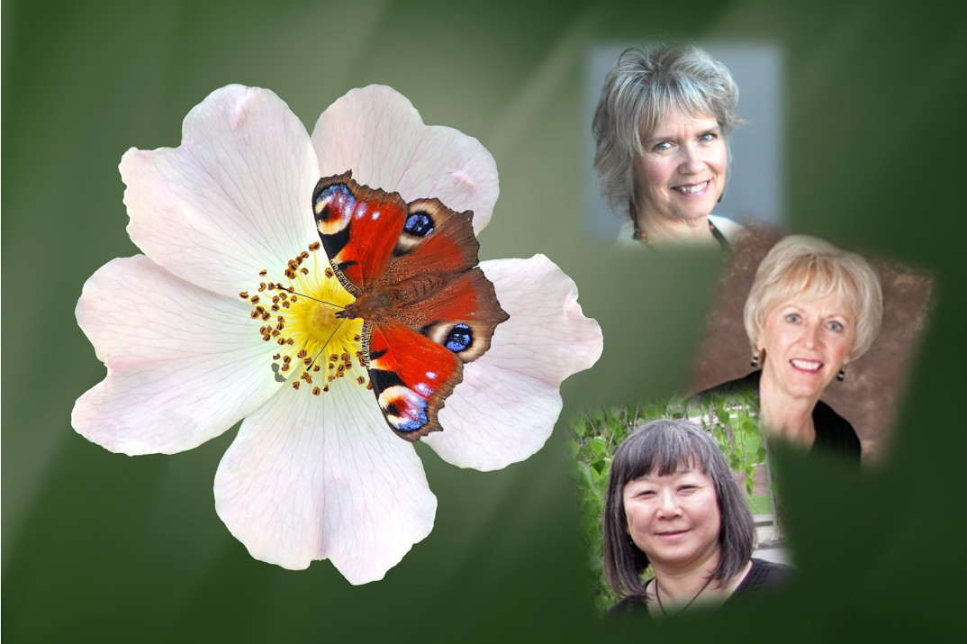 naomi cloutier, catharine dochstader, and sally arai superimposed on a photo of a butterfly landing on a flower